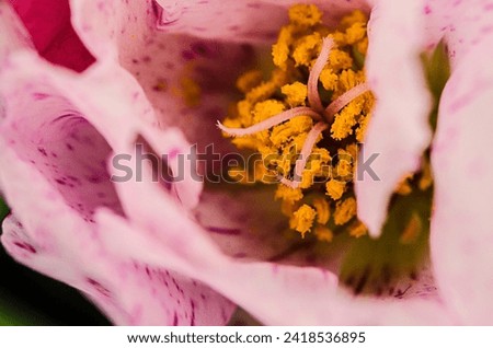 Beautiful flower captured in macro photography