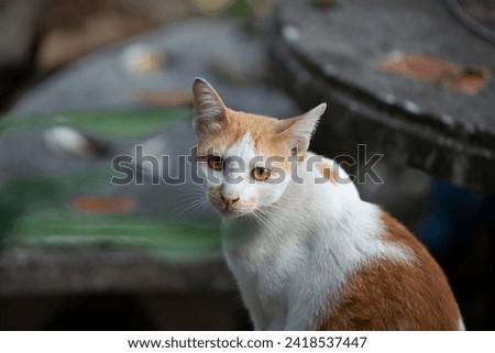Cute cat looking at the camera in the garden, Thailand.