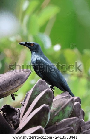 Asian Glossy Starling. This bird is known for being one of the noisiest bird species and often travel in large groups. 
 Royalty-Free Stock Photo #2418538441
