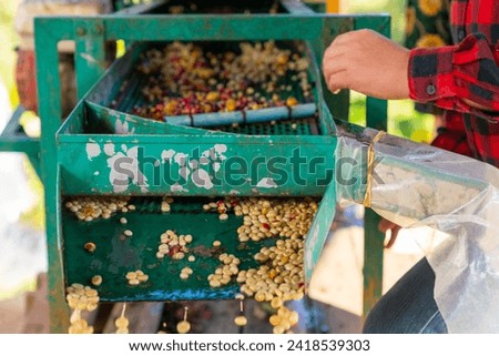Asian man farmer removing red cherry coffee beans shell in shelling machine in coffee plantation. Farm worker growing and harvesting organic arabica coffee berries. Food and drink industry concept.