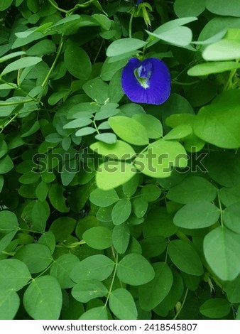 lonely butterfly pea flower. The benefits of butterfly pea flowers not only make food more colorful, but are also good for health.