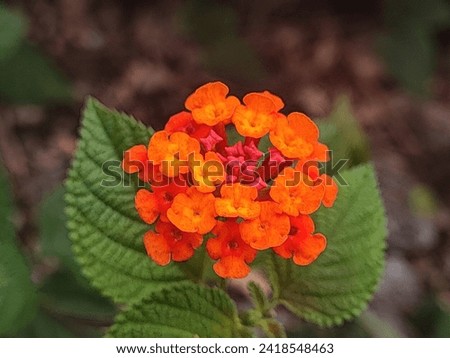 Lantana camara common lantana is a species of flowering plant within the verbena family Verbenaceae, native to the American tropics