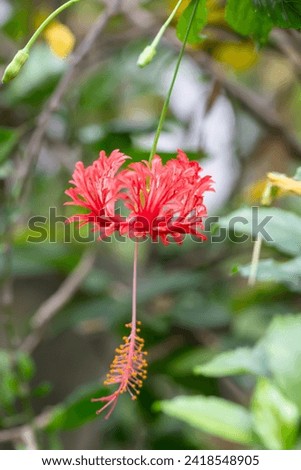 Hibiscus Tropical flower in garden