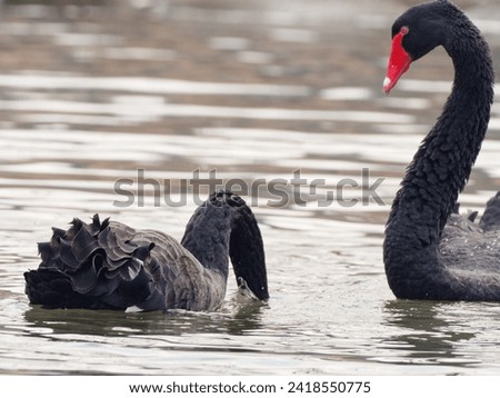 Two black swans swimming on lake, natural abstract background. Beautiful wildlife concept. Gentle nature image, romantic artistic scene. wildlife concept.