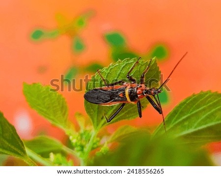 Apiomerus is a genus of conspicuous, brightly colored assassin bugs belonging to the family Reduviidae