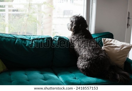 Sad Black dog sitting near the window waiting for its owner to come back home. I miss you concept.  Royalty-Free Stock Photo #2418557153