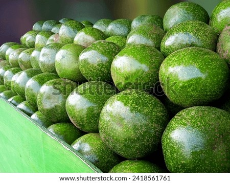 33. Avocado fruit (Persea americana) harvest; bought and sold at fruit markets or fruit shops (13)