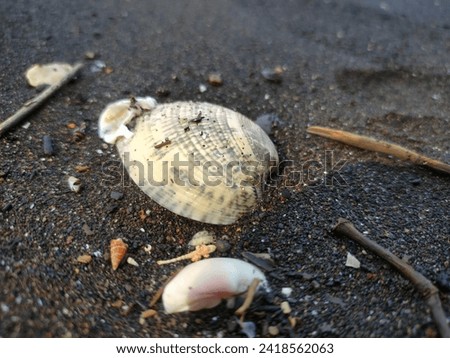 shells on beach sand, close up, beach sand texture, banner.