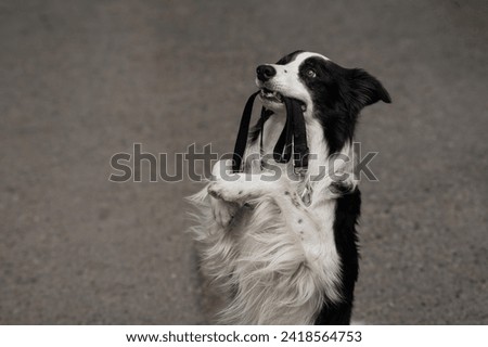 Border collie holding leash in mouth outdoors. 