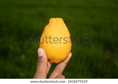Lemon in hand on a background of green grass. Close-up.