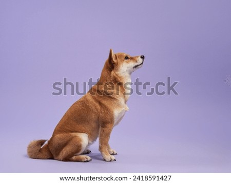 A vigilant Shiba Inu sits attentively against a lavender backdrop, its gaze fixed in the distance. High quality photo