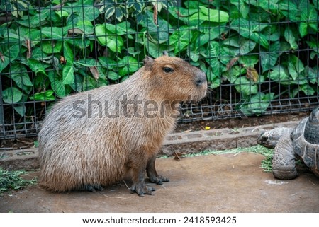 Wild animals in natural park in sunny day. Capybara and Giant tortoise