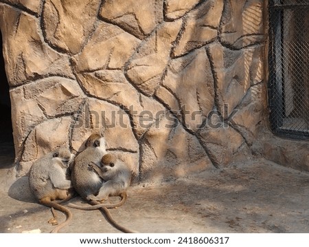 Proud dad, caring mom, and playful kid form a tight-knit bond reflecting the beauty of familial love in the animal kingdom.Clinging to one another with a visible sense of unity,warmth and protection. Royalty-Free Stock Photo #2418606317