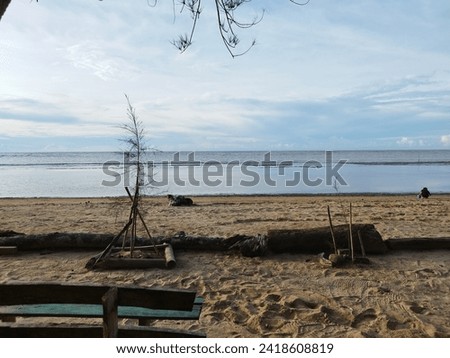 Newly planted pine trees on the beach.