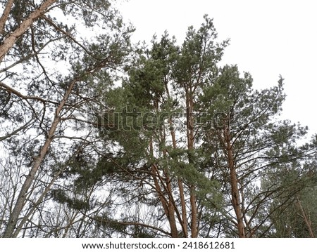 The tops of a row of pine trees against the background of a gloomy monochromatic sky. Coniferous trees in winter in the park with straight tall trunks.