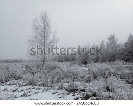 Winter landscape with frost-covered plants. On a cold day in winter, the plants all around were covered with a thin layer of frost. A solitary birch stands out among the trees, which grows separately 