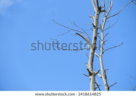 Dry tree branches on a blue sky background