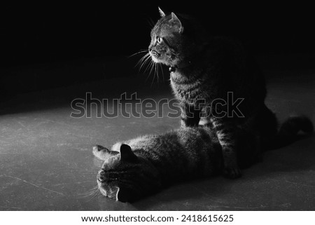 black and white pet cat
