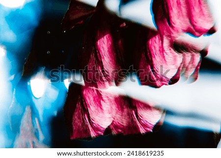 Abstract background with purple blue and white colors. Reflection of dry tulip petals. Kibana. Macro details. Art picture. Backdrop of invitation postcard. Photoart. Unusual textured beauty. Floral.