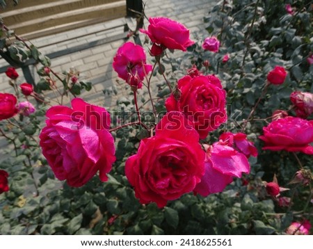 Group of fresh red rose, looking good and early morning pics 