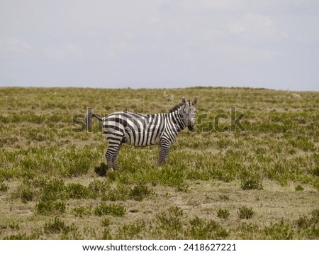Zebras in serengeti tanzania during great migration