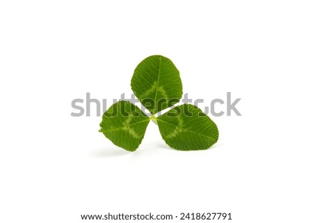 Clover isolated on white background, St. Patrick's Day symbol, clipping path, full depth of field