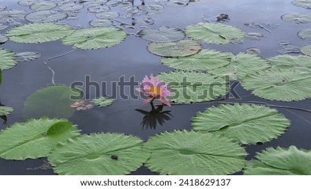 A picture of pink-purple lotus flowers blooming among the lotus bushes in a pond. with medium sized lotus leaves, light green leaves spreading almost to the entire area Until it's hard to see 