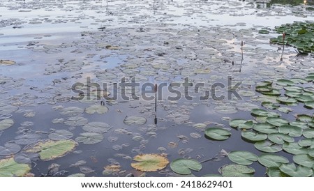 Picture of three lotus buds that will bloom soon. In the middle of a lotus pond that was densely covered with lotus leaves. In a clear pond Can be used as an illustration.