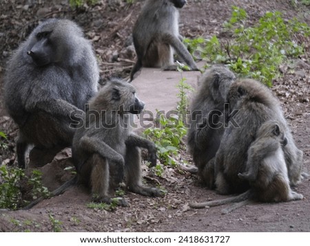 baboon family in serengeti tanzania