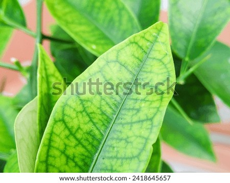Macro photo of beautiful green leave at the garden in the morning during summer time. Background, wallpaper and backdrop. 