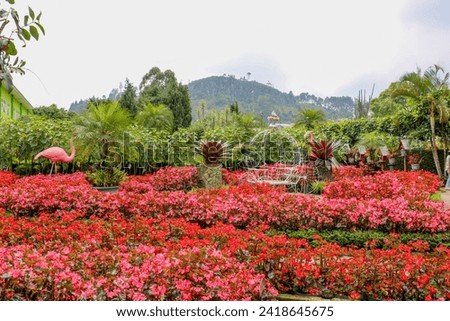 A domestic tourist is taking landscape photos of a very beautiful flower garden while on holiday with their family. Begonia flower garden, Lembang City, West Java.