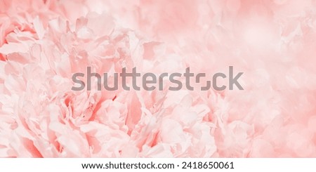 Peony flowers spring holiday flowery aesthetic nature close up pattern,  botanical banner print background, floral top view photo, pink-white blooming flower, scenery beauty nature wallpaper, sunlight