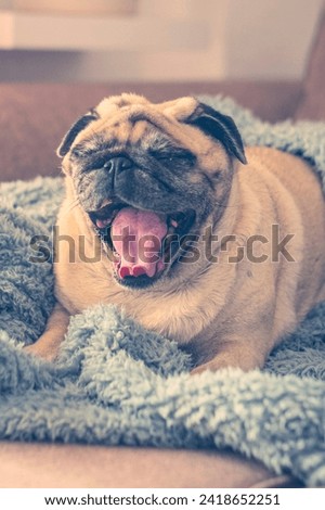 Cute sleepy pug wrapped in warm blue blanket at home. Champagne colored domestic dog enjoying the warmth indoors at home on sofa and soft blanket yawning. Heating season concept
​