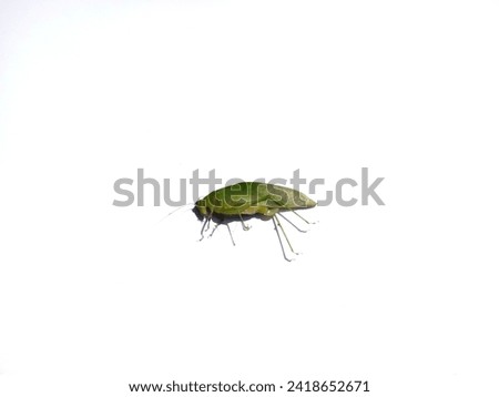 An insect called Mecopoda nipponensis, lying on an isolated white background