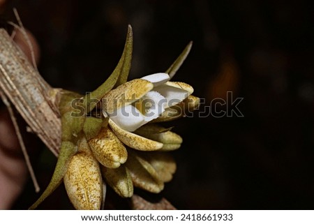 Close up photo of Dendrobium orchid section Amblyanthus from new guinea
