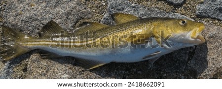Tasty food fish and popular game fish is the codfish, also called cod