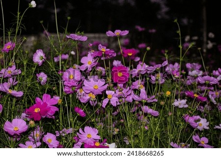 Pink purple white many flowers blooming in a picture,,,