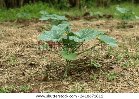 young pumpkin plants in the plantation.  agriculture concept.  environment.
