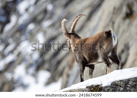 Find breathtaking ibex images for your projects. Explore a diverse collection of high-quality stock photos. Browse now!