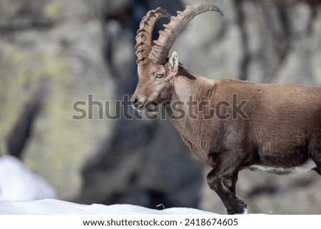 Find breathtaking ibex images for your projects. Explore a diverse collection of high-quality stock photos. Browse now!