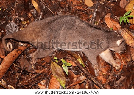 Dead marsupial, kuskus from New Guinea, animal hunting.