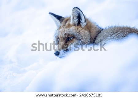 Explore captivating stock photos of the Vulpes vulpes species. Discover high-quality images for scientific projects. Browse now!