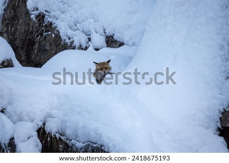 Explore captivating stock photos of the Vulpes vulpes species. Discover high-quality images for scientific projects. Browse now!
