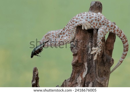 A tokay gecko is preying on a scarab flowerbeetle. This reptile has the scientific name Gekko gecko.