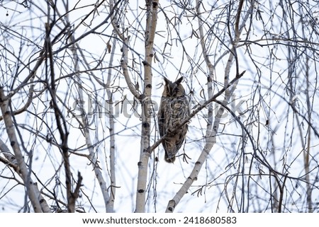 Discover the mystical charm of the common owl in captivating stock photos. Explore high-quality images showcasing its majestic presence and nocturnal beauty.