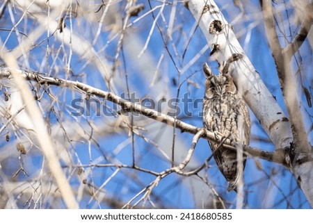 Discover the mystical charm of the common owl in captivating stock photos. Explore high-quality images showcasing its majestic presence and nocturnal beauty.
