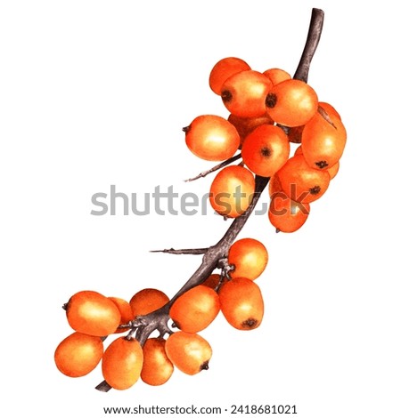 Sea buckthorn orange berry branch. Hand drawn botanical watercolor illustration isolated on white background. For clip art cards menu label package