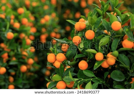 Oranges grow on tree for a happy chinese new year's decoration