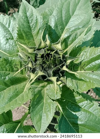 Here are pictures of many sunflower plants.