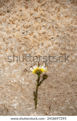 A daisy on the ground, on top of a stone. A crushed, flattened daisy. Metaphorical meaning of loneliness, abandonment, disappointment. Flower idea concept. Vertical photo. No people, nobody.